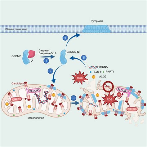 Gasdermin D Permeabilization Of Mitochondrial Inner And Outer Membranes