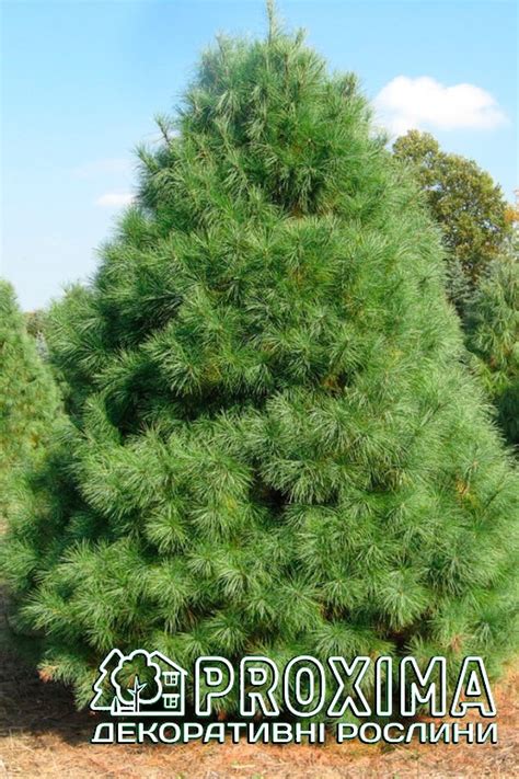 Сосна Веймутова, ціна, купити Київ, Pinus strobus, догляд, посадка ...