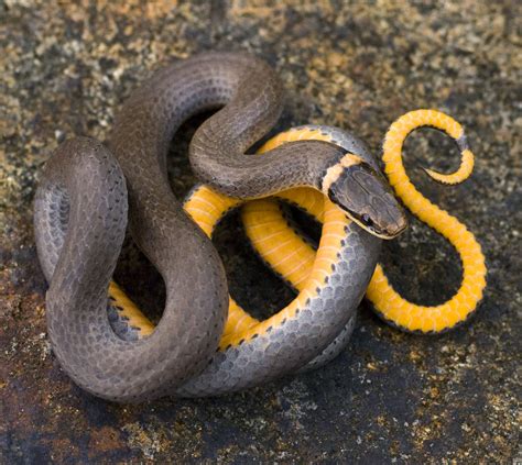 Baby Ringneck Snake