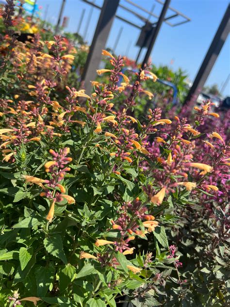 Perennial - Queen Nectarines Agastache - Beach Landscaping : Beach