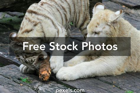 Tiger Bite Photos, Download The BEST Free Tiger Bite Stock Photos & HD ...