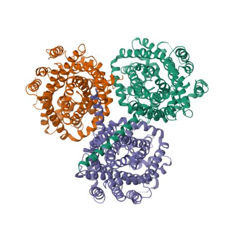 RCSB PDB 3P03 Crystal Structure Of BetP G153D With Choline Bound