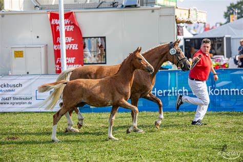 Deutsches Reitpony Hengst Jahr Cm Fuchs In Esens