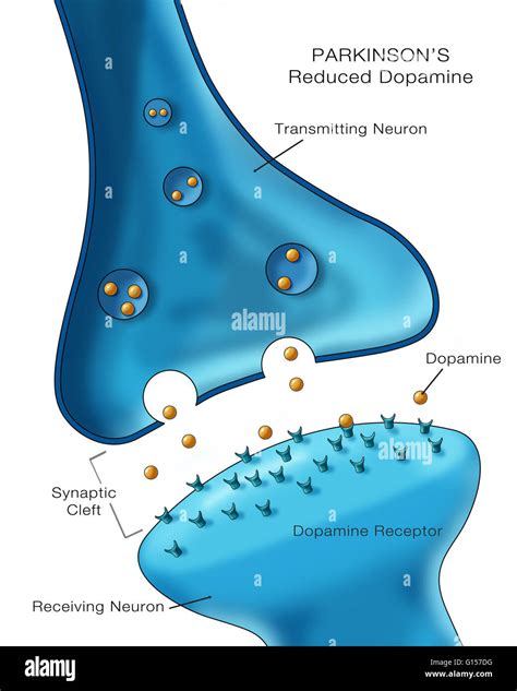 Etiquetado Ilustraci N Mostrando Niveles Bajos Del Neurotransmisor