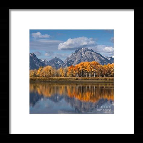 Oxbow Bend With Vibrant Autumn Colour Aspen Trees, Grand Teton National ...