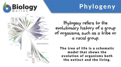 Phylogeny - Definition and Examples - Biology Online Dictionary