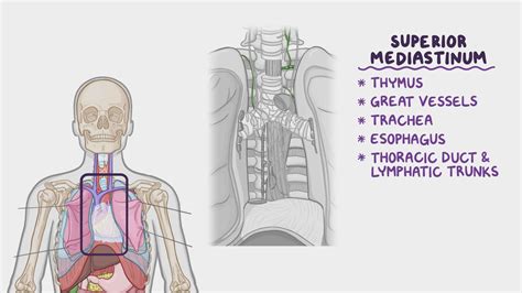 Anterior Mediastinum Contents