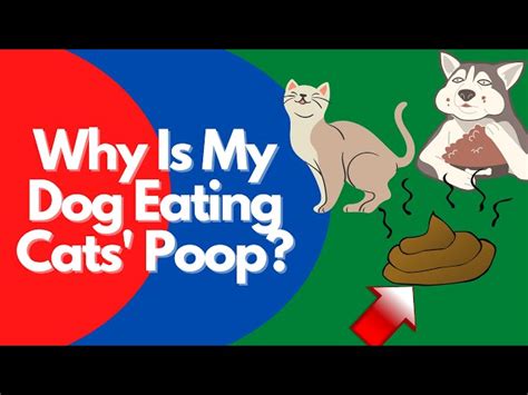 Can Dogs Eat Cat Poop Hayfarmguy