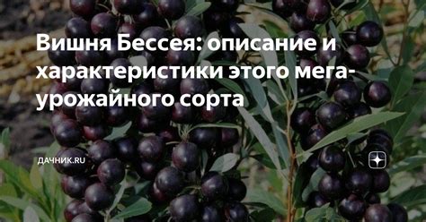 Вишня Бессея: описание и характеристики этого мега-урожайного сорта ...