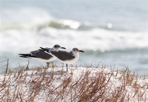 Perdido Key State Park | Florida State Parks