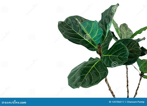 Green Leaves Of Fiddle Leaf Fig Tree Ficus Lyrata The Popular