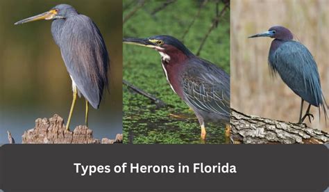 Types of Herons in Florida: Discover Winged Wonders - Spark Lark