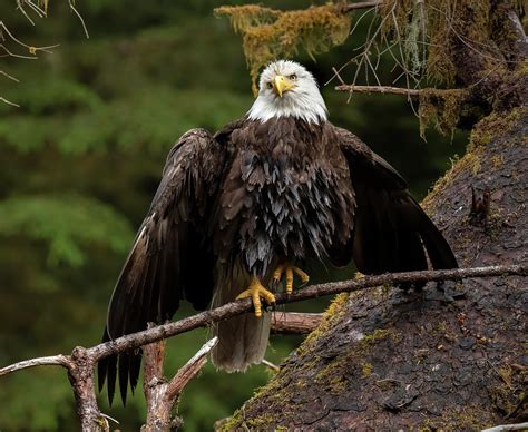 Usa Alaska A Bald Eagle At Anan Creek Photograph By Betty Sederquist