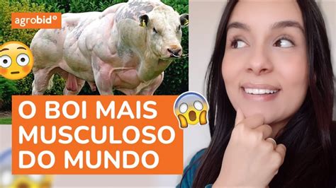 Conhe A O Boi Mais Musculoso Do Mundo Youtube