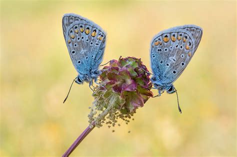 Tapeta motyl insekty common blue dwoje Z bliska Zwierzęta