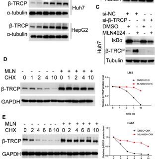 Mln Promotes The Degradation Of I B Protein Via Stabilizing