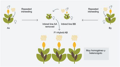 Obtención Vegetal De Híbridos Métodos De Fitomejoramiento