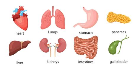 Inner Organs Chart Anatomy Diagram With Internal Organs And, 57% OFF