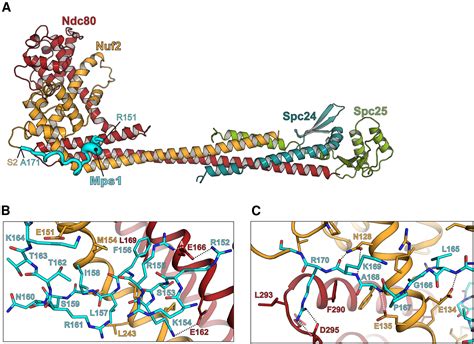 A Communication Hub For Phosphoregulation Of Kinetochore Microtubule