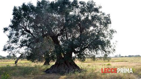 Se Una Notte Destate Un Arboricoltore In Dialogo Con Luigi Sani