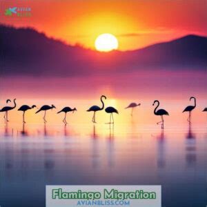 Flamingo Migration: Patterns, Threats, and Conservation