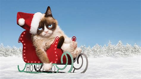 Grumpy Cat Wallpapers - Top Free Grumpy Cat Backgrounds - WallpaperAccess