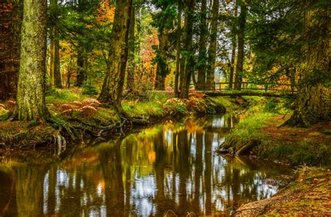 New Forest Shots – Michael Hodgson | Fotocourses Blog 