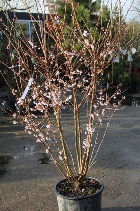 Winterkers Prunus X Subhirtella Autumnalis Rosea Kopen