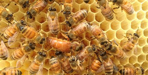 Hierarchy In The Hive The Urban Bee Lab