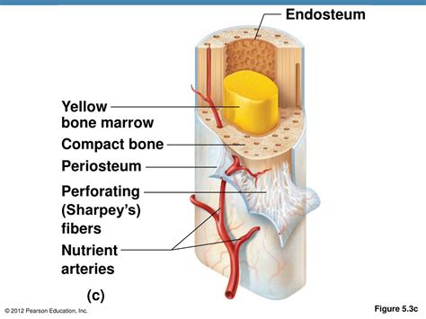 Ppt The Skeletal System Powerpoint Presentation Free Download Id