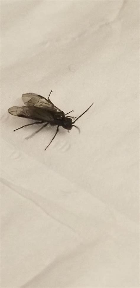 What is this? Found in house in NW Illinois : r/whatisthisbug