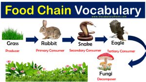 Food Chain Vocabulary Words Vocabulary Point