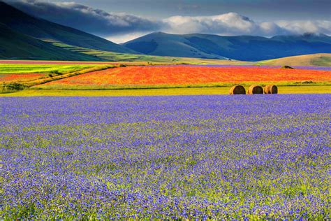 La Fiorita La Stupenda Fioritura Di Castelluccio Di Norcia Paesaggi