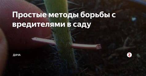 Простые методы борьбы с вредителями в саду | дача🍎 | Дзен