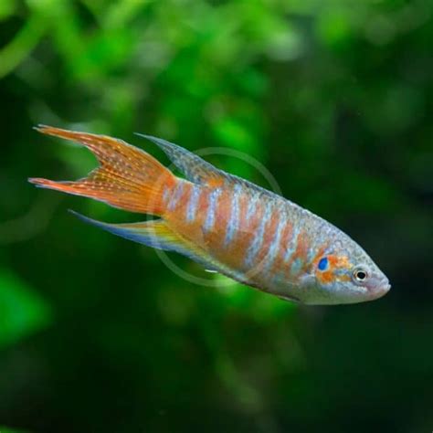 Gourami Paradise Blue Red Macropodus Opercularis Aquatics Unlimited