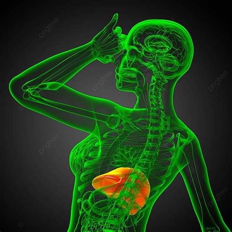 3d Render Medical Illustration Of The Liver Human Medical Abdomen Photo