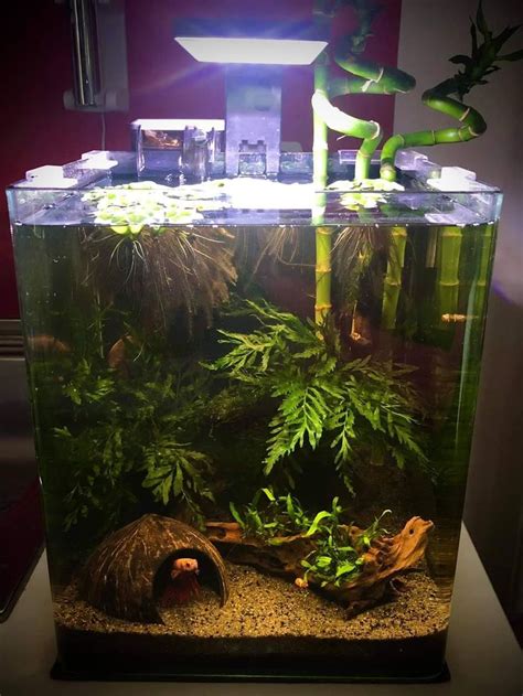 An Aquarium Filled With Plants And Rocks