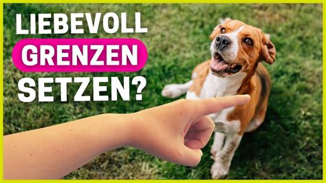 7 Tipps Um Deinem Hund Liebevoll Grenzen Zu Setzen YouTube