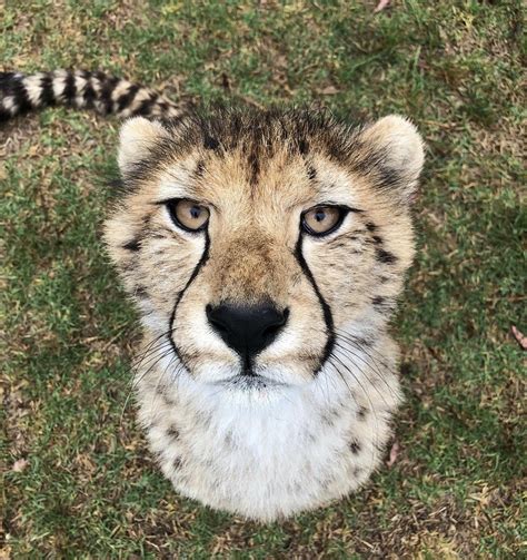 wild animal encounters videos 5