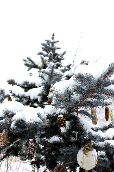 Our Outdoor Yule Tree — Tree Talker Art | Rachael Caringella