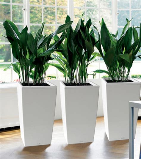 tall planters  indoor plants