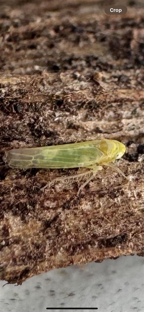 Tiny flying bugs Perth : r/GardeningAustralia