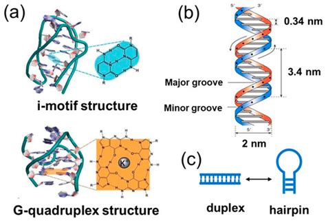 Ijms Free Full Text Dna Materials Assembled From One Dna Strand