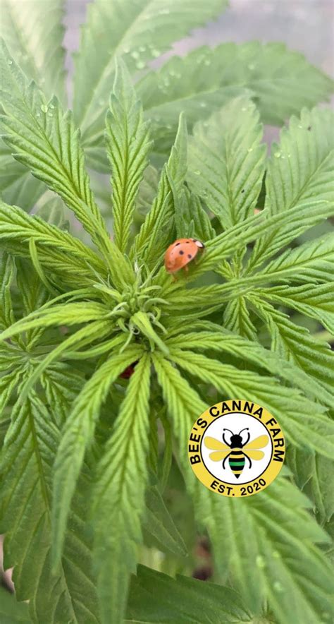 Cbd And Autism Bee S Canna Farm