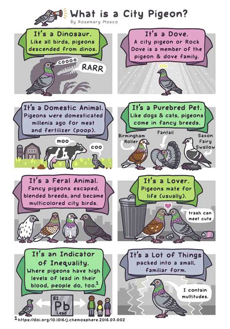 "What Is a City Pigeon?" A Nature Cartoon by Rosemary Mosco