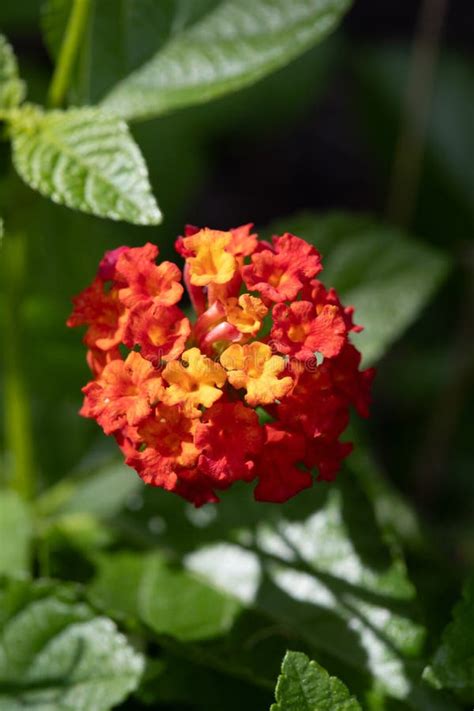 Orange And Yellow Lantana Bloom In Bright Sun Stock Photo Image Of