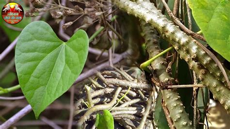 Pokok Batang Wali Nama Tempatan Mata Ayaq Agrofarm Pokok Sena Kedah