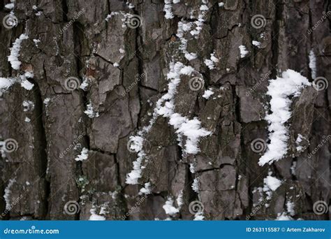 The Bark of the Tree in the Snow. Stock Image - Image of background, bark: 263115587