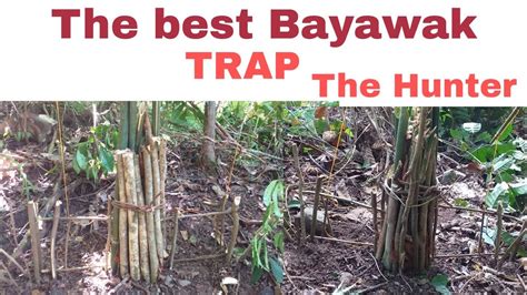 Part The Best Bayawak Trap The Hunter Youtube