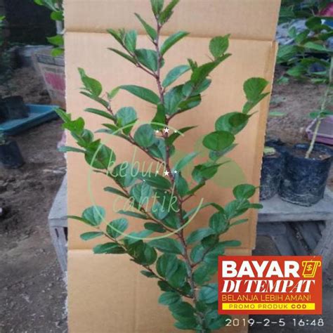 Jual Time 60cm Up Pohon Bidara Bibit Bidara Tanaman Bidara Daun Bidara